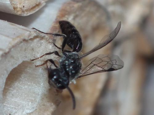 Réf. 139 817 : Psenulus sp.