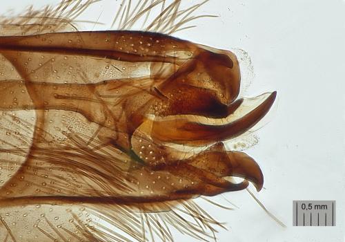 Réf. 139 287 : Stactobia furcata