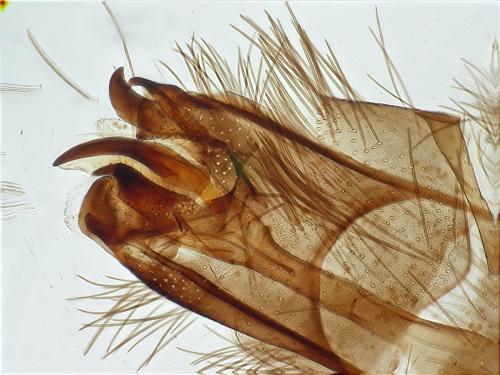 Réf. 139 288 : Stactobia furcata