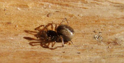 Réf. 139 151 : Enoplognatha sp.