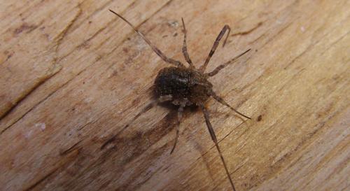 Réf. 139 507 : Odiellus sp.