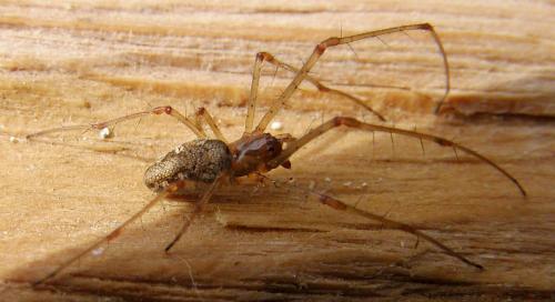 Tetragnatha obtusa