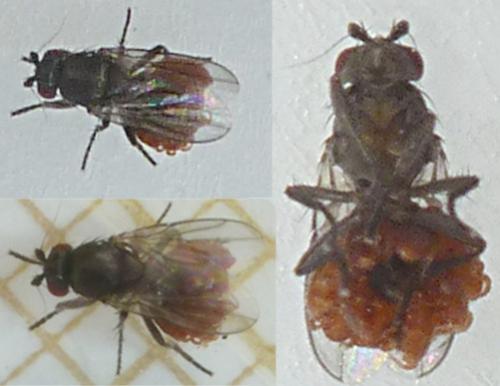 Limosininae