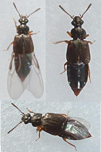 Réf. 139 236 : Omalium rivulare