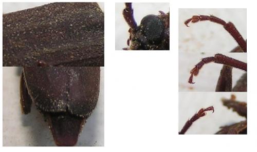 Arhopalus rusticus