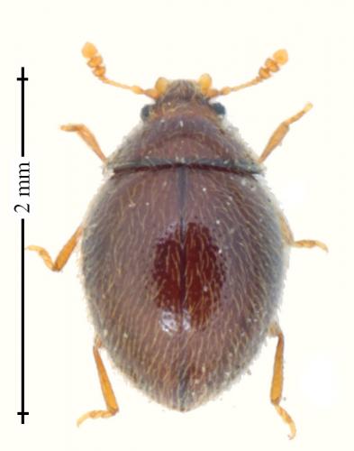 Réf. 139 244 : Sphaerosoma pilosum
