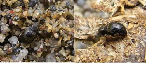 Pseudeurostus submetallicus