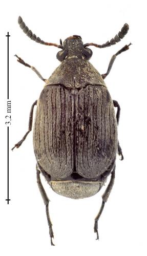 Bruchidius villosus