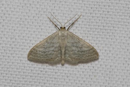 Réf. 139 877 : Idaea subsericeata