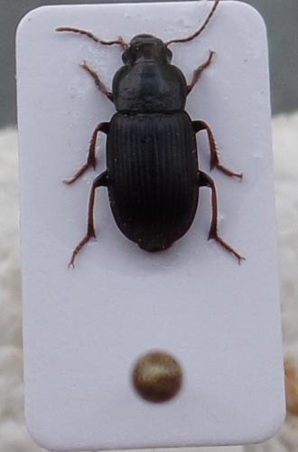 Réf. 139 512 : Semiophonus signaticornis