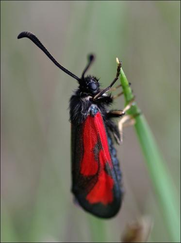 Réf. 139 767 : Zygaena loti