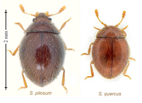 Sphaerosoma sp.