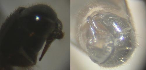 Réf. 139 840 : Sphegina clunipes