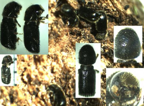 Taphrorychus bicolor