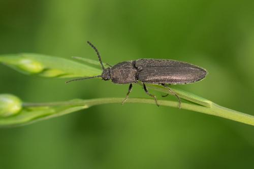 Réf. 139 548 : Cidnopus pilosus