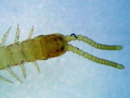 Schendyla nemorensis