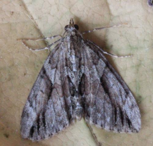 Réf. 139 692 : Thera cupressata