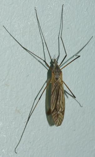 Réf. 139 637 : Tipula sp.