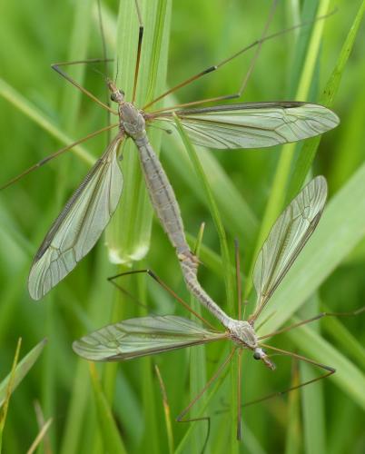 Réf. 139 313 : Tipula oleracea