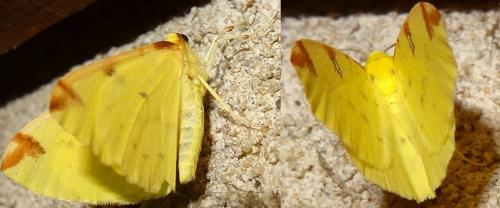 Réf. 139 991 : Opisthograptis luteolata