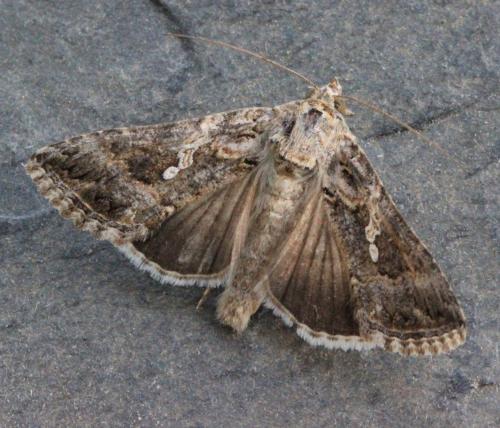Trichoplusia ni