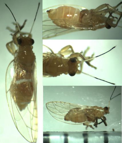 Réf. 139 428 : Trioza centranthi