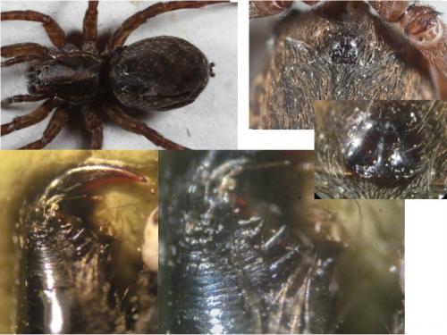 Trochosa spinipalpis