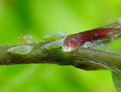 Réf. 139 681 : Phyllaphis fagi
