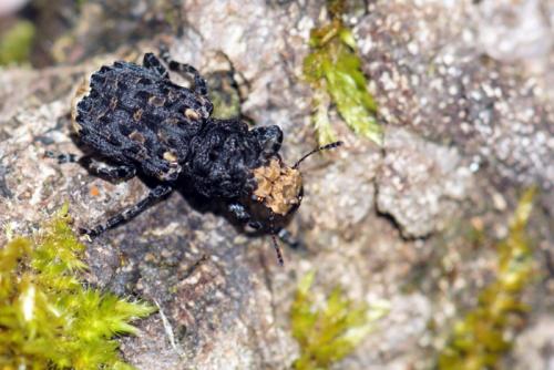 Réf. 139 938 : Platyrhinus resinosus