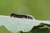 139856 – Photo : Insectesidf – France (61)