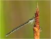 Acanthagrion temporale