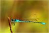 Acanthagrion temporale