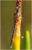 Acanthagrion temporale