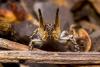 139946 – Photo : Thomas Roppenecker – Belgique