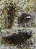 139453 – Photo : Guénael Hallart – France (02)