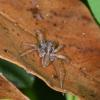 139959 – Photo : D. Martinez – Philippines