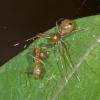 139062 – Photo : D. Martinez – Philippines