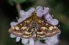 139105 – Photo : Fabricius – France (13)