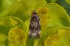 139466 – Photo : Fabricius – France (13)