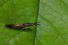 Coleophora sp.
