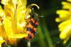 139002 – Photo : Nicolas Alric – France (12)