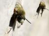 Anthophora plumipes