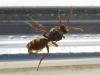 Nomada sp.