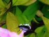 139786 – Photo : Limenitis78 – France (78)