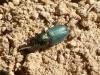 Harpalus sp.
