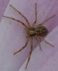 Philodromus sp.
