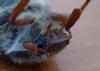 139085 – Photo : Sarah Esnault – France (77)