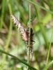 139929 – Photo : Jean-Pierre Viallard – France (34)