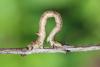 139858 – Photo : Insectesidf – France (61)