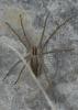 139041 – Photo : Dominique Bataille – France (34)